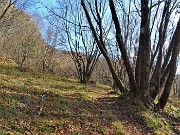 48 Nel bosco di alti carpini neri